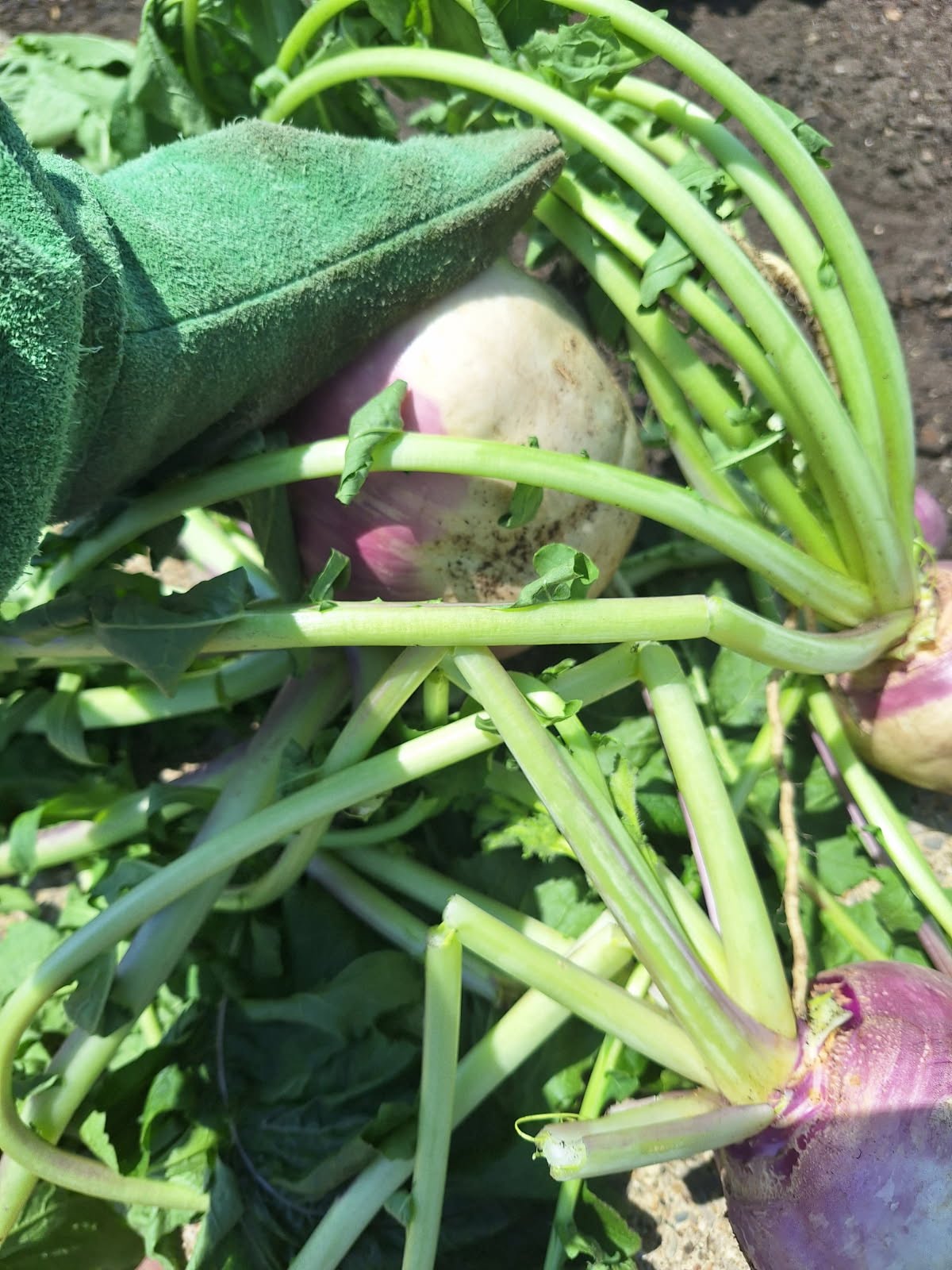 Fresh turnips and leafy greens gathered from a garden
